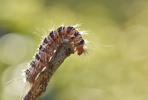 procesionaria