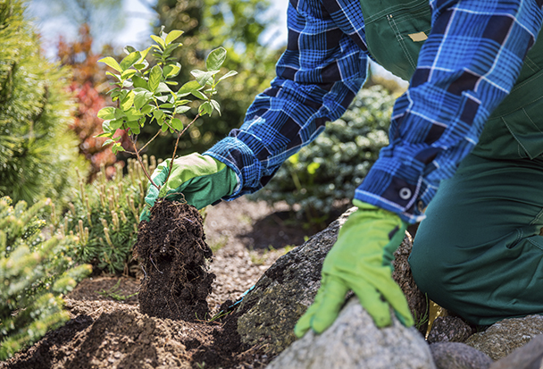 arbolado Alicante - 2