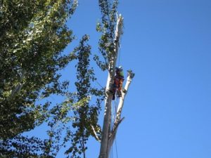 poda en altura en Alicante - 3