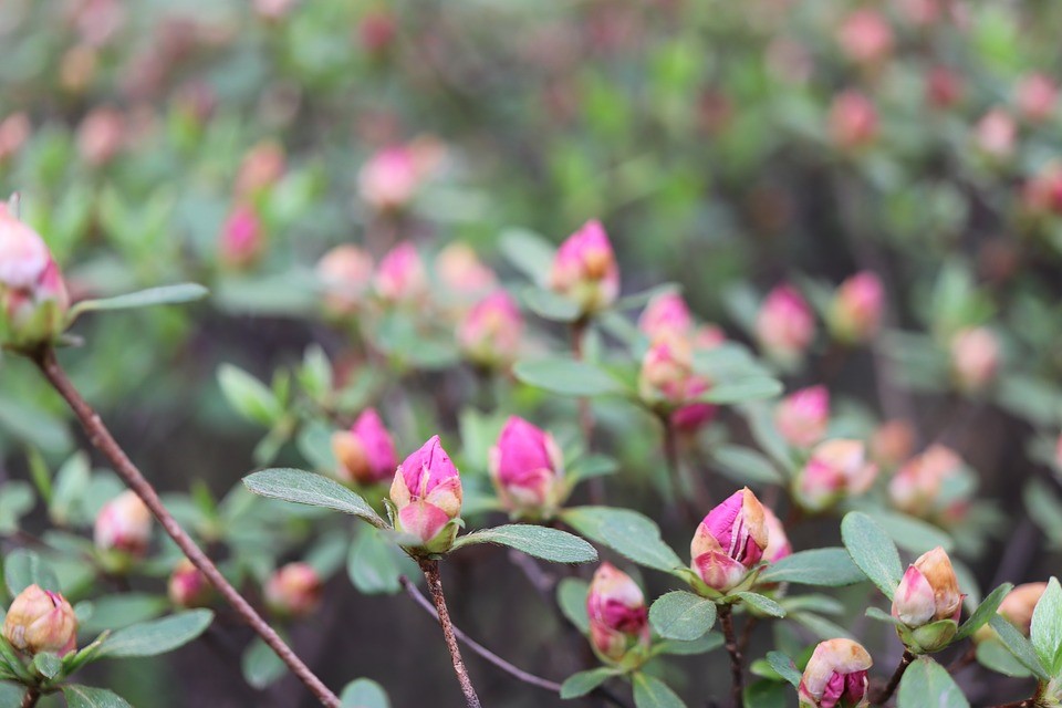 empresa diseño de jardines - jardinerosalicante.com -1