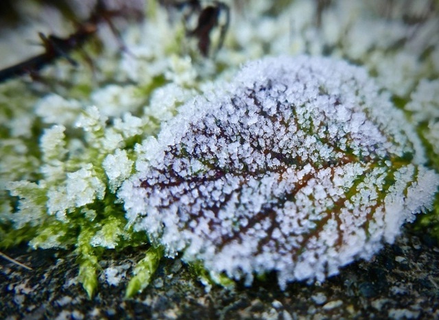 abonar-jardines-en-invierno3