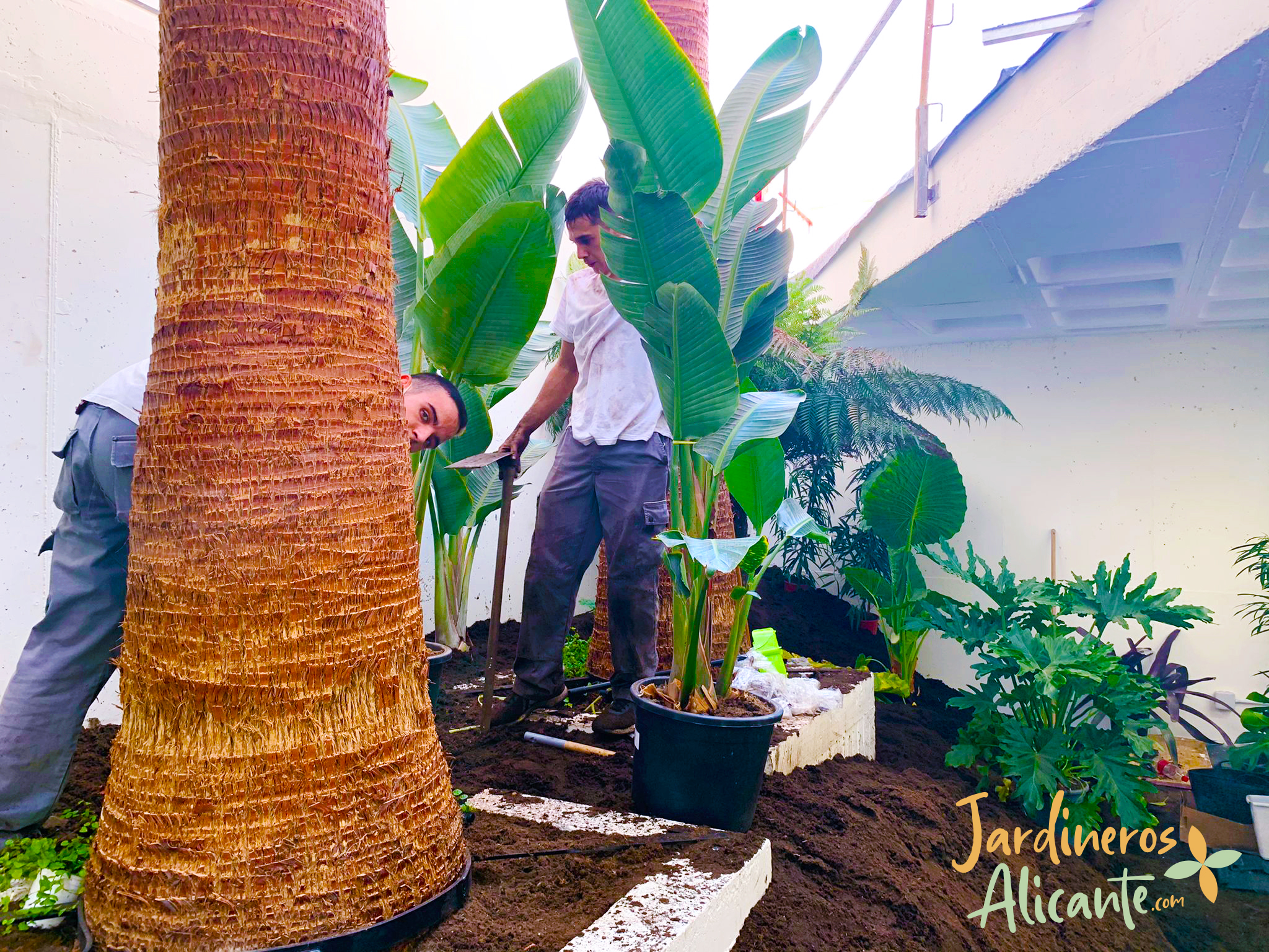 jardineros-alicante-plantacion-de-ecosistema-vegetal