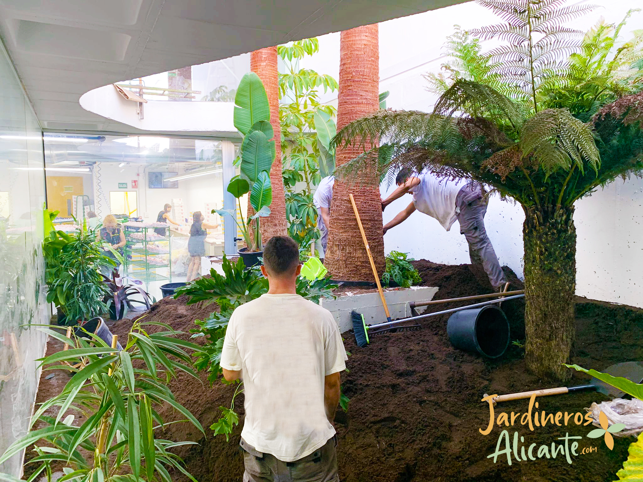 jardineros-alicante-plantacion-palmeras-exterior