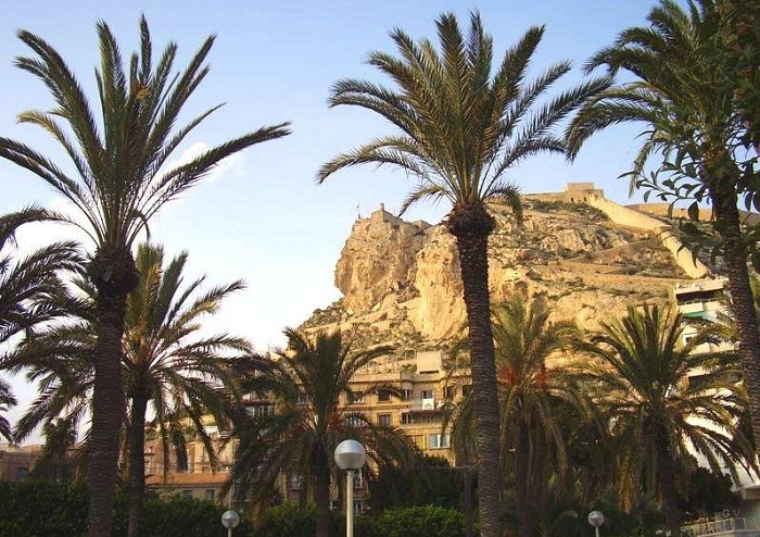 Palmeras en Alicante