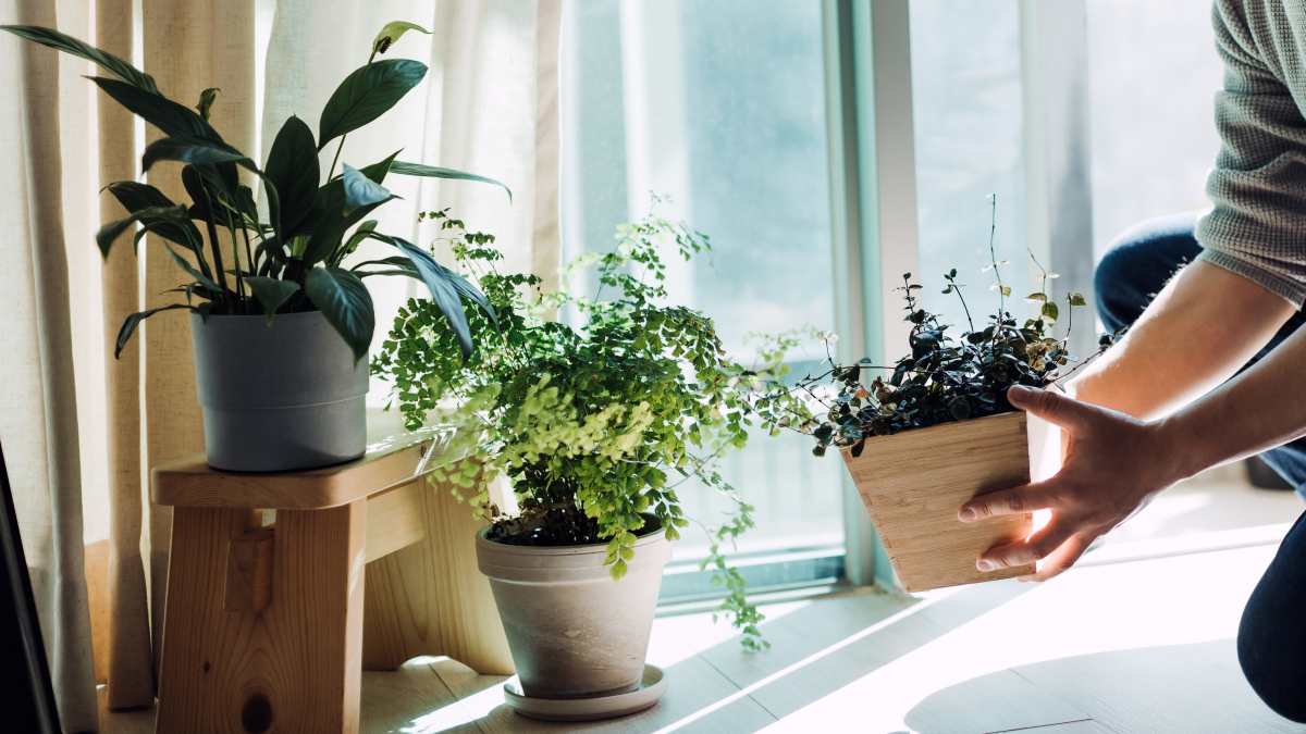 plantas fáciles de cuidar