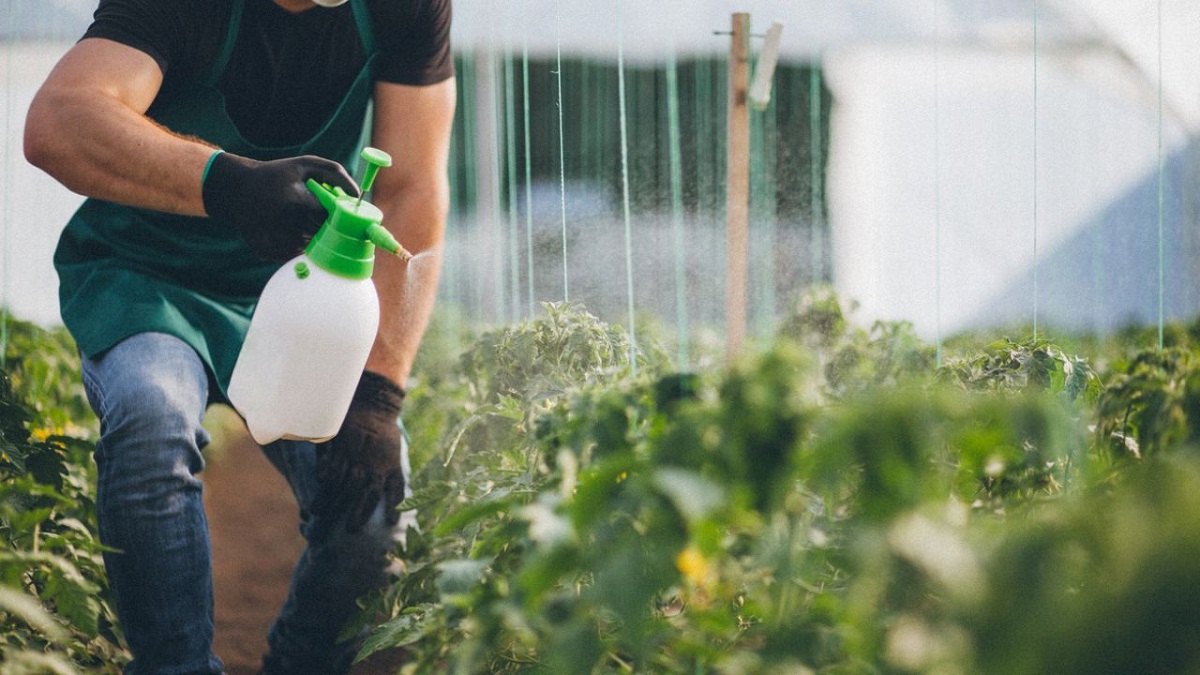 Prevenir picudo rojo