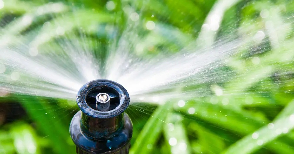 regar plantas de tu jardin