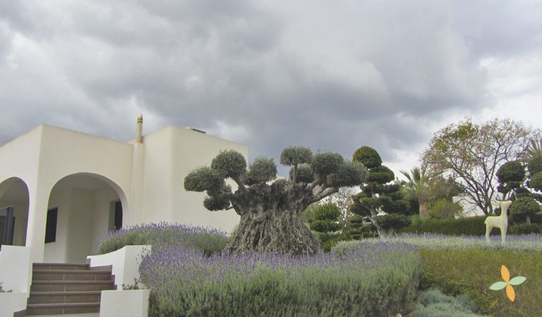 diseño de jardines alicante