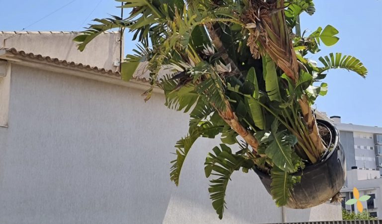 plantación de macetas alicante