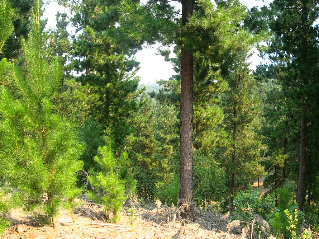 tratamiento pinos enfermos